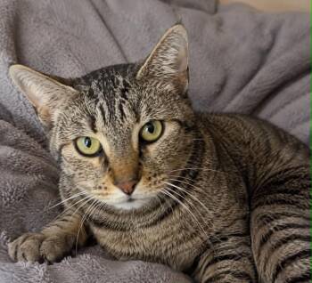 Molly -  Domestic Short Hair Cat for Adoption in Columbia, Tennessee - Molly | PetCurious