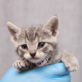 Estella -  Domestic Short Hair Cat for Adoption in Hattiesburg, Mississippi - Estella | PetCurious