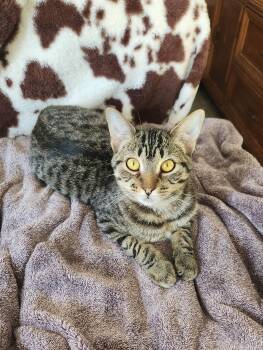 Rescue Domestic Short Hair Cats for Adoption in Clawson, Michigan - Drax | PetCurious