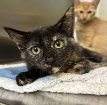 Ember -  Domestic Short Hair Cat for Adoption in Sioux City, Iowa - Ember | PetCurious