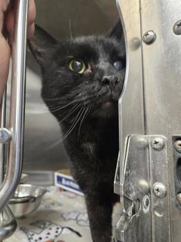 Domestic Short Hair Cats Available for Adoption in Casper, Wyoming - ONYX | PetCurious
