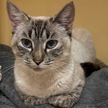 Rescue Domestic Short Hair Cats for Adoption in East Hanover, New Jersey - Juno | PetCurious