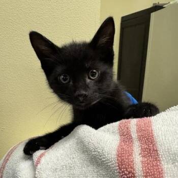 Domestic Short Hair Cats Available for Adoption in Richmond, Virginia - Justin | PetCurious