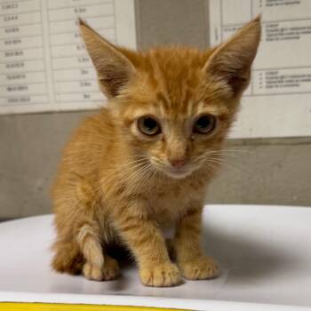 Jeff -  Domestic Short Hair Cat for Adoption in Yuma, Arizona - Jeff | PetCurious