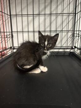 Jackie -  Domestic Short Hair Cat for Adoption in Metter, Georgia - Jackie | PetCurious