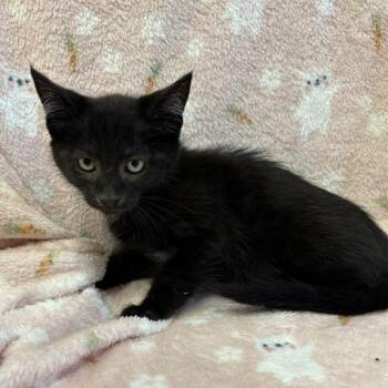 Midnight -  Domestic Short Hair Cat for Adoption in Long Beach, California - Midnight | PetCurious