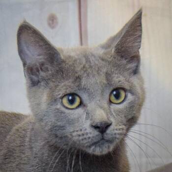 Thor -  Russian Blue and Bombay Cat for Adoption in Huntley, Illinois - Thor | PetCurious