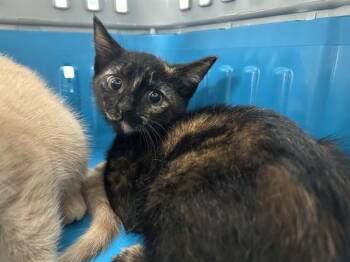 Domestic Short Hair Cats Available for Adoption in Ocala, Florida - DIANA | PetCurious