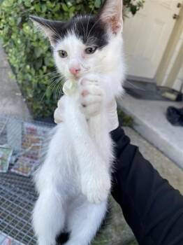 A659365 -  Domestic Short Hair Cat for Adoption in Houston, Texas - A659365 | PetCurious
