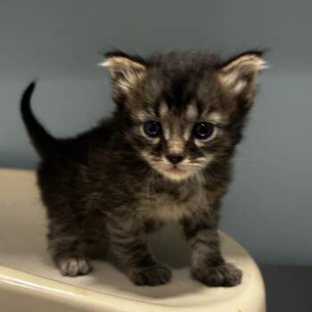 Fezzik -  Domestic Short Hair Cat for Adoption in Chattanooga, Tennessee - Fezzik | PetCurious