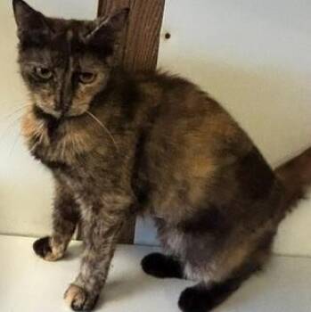 Berry -  Domestic Short Hair Cat for Adoption in Braintree, Massachusetts - Berry | PetCurious