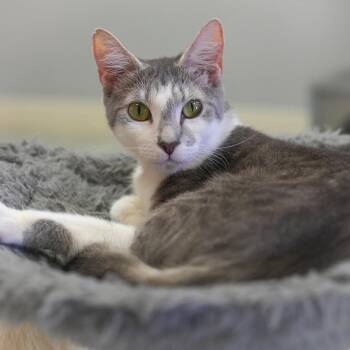 Domestic Short Hair Cats Available for Adoption - Genovese | PetCurious