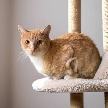 Rescue Domestic Short Hair Cats for Adoption in Long Beach, California - Elmer | PetCurious