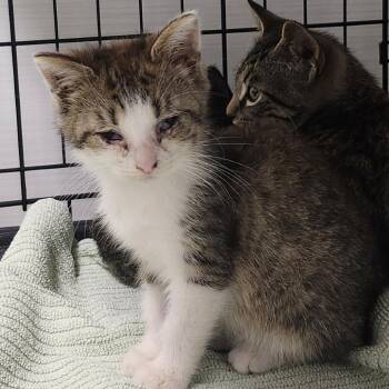 Edris -  Domestic Short Hair Cat for Adoption - Edris | PetCurious