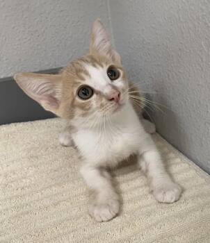 -Waylon -  Tabby and Domestic Short Hair Cat for Adoption in Red Bluff, California - -Waylon | PetCurious