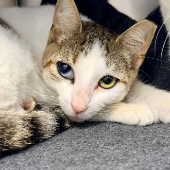 Kiara -  Domestic Short Hair Cat for Adoption in Stafford Township, New Jersey - Kiara | PetCurious