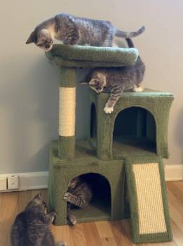Manzanilla -  Domestic Short Hair Cat Available for Adoption in Trenton, New Jersey - Manzanilla | PetCurious
