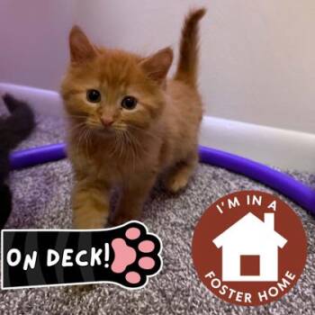 Chester -  Domestic Short Hair Cat Available for Adoption in Janesville, Wisconsin - Chester | PetCurious