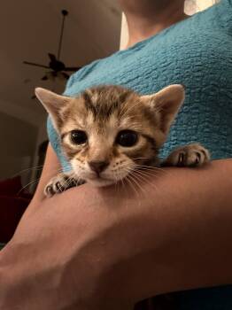 Domestic Short Hair Cats Available for Adoption - Brisket (Available For Pre-adoption) | PetCurious