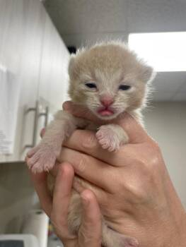 Domestic Short Hair Cats Available for Adoption in Bemidji, Minnesota - Pretty Patches Kitten 1 (orange Female) | PetCurious