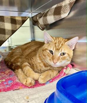 Cheez-it -  Domestic Short Hair Cat for Adoption in Moundsville, West Virginia - Cheez-it | PetCurious