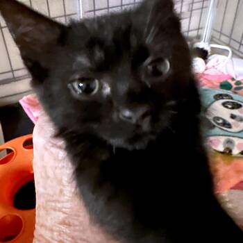 Zambia Bing Cherry 6 -  Domestic Short Hair Cat for Adoption in Austin, Texas - Zambia Bing Cherry 6 | PetCurious