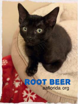 Root Beer -  Domestic Short Hair Cat for Adoption in Pensacola, Florida - Root Beer | PetCurious
