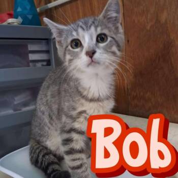 Bob -  Domestic Short Hair Cat for Adoption in Hillsboro, Ohio - Bob | PetCurious