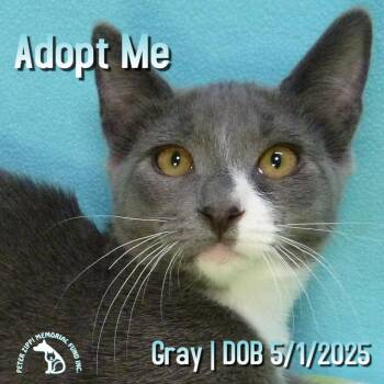 Rescue Domestic Short Hair and American Shorthair Cats for Adoption in Hermosa Beach, California - Gray | PetCurious