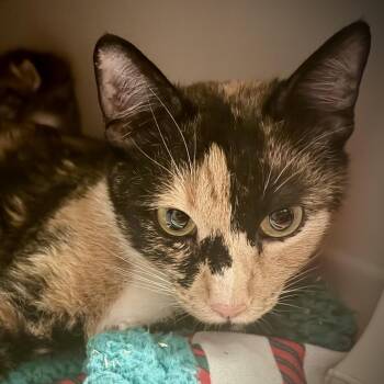 Journey -  American Shorthair Cat for Adoption in Newberg, Oregon - Journey | PetCurious