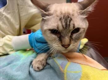 Rescue Siamese Cats for Adoption in Rancho Cucamonga, California - BELL54 | PetCurious