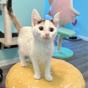 Rescue Domestic Short Hair Cats for Adoption in Madison, Wisconsin - Josephine Le Mew | PetCurious