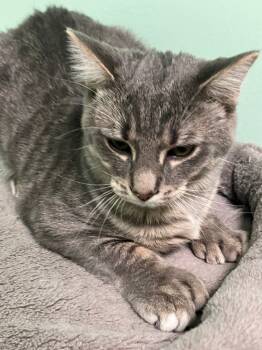 Rescue Domestic Short Hair Cats for Adoption in Lunenburg, Massachusetts - Polly (Dizzy 5) | PetCurious