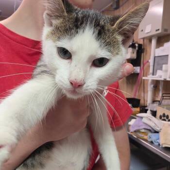 Luno -  Domestic Short Hair Cat for Adoption in Leander, Texas - Luno | PetCurious