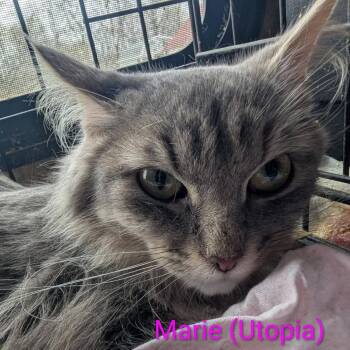 Domestic Long Hair Cats Available for Adoption in Carmel, Indiana - Marie (Utopia) | PetCurious