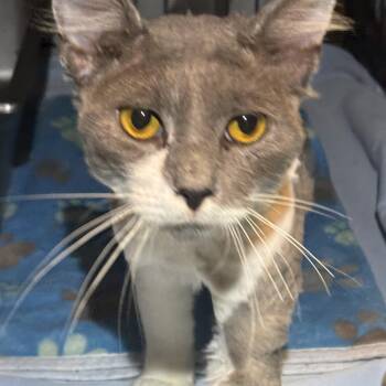 Saint -  Domestic Short Hair Cat for Adoption in Ben Avon, Pennsylvania - Saint | PetCurious