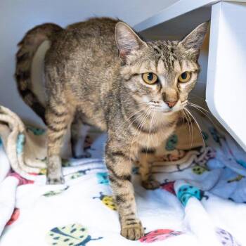Caroline -  Domestic Short Hair Cat for Adoption in South Elgin, Illinois - Caroline | PetCurious
