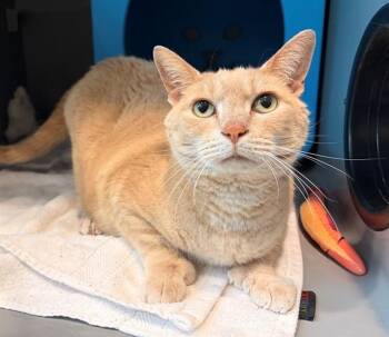 Domestic Short Hair Cats Available for Adoption in Leesburg, Virginia - MITTS | PetCurious