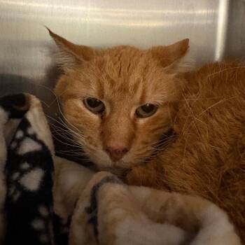 Domestic Short Hair Cats Available for Adoption in West Des Moines, Iowa - Chester | PetCurious
