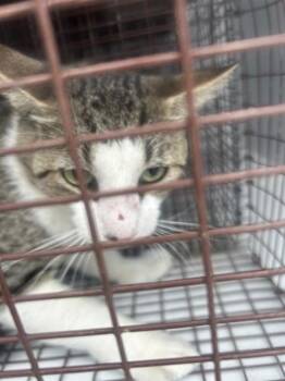 A661966 -  Domestic Short Hair Cat for Adoption in Houston, Texas - A661966 | PetCurious