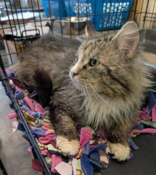 Domestic Long Hair Cats Available for Adoption in Ogden, Utah - Scruffy | PetCurious