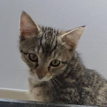 Corduroy -  Domestic Short Hair Cat for Adoption in Muncie, Indiana - Corduroy | PetCurious