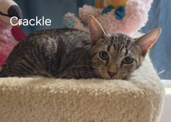 Crackle -  Domestic Short Hair Cat for Adoption in Oviedo, Florida - Crackle | PetCurious