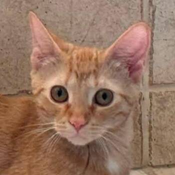 Rosie -  Domestic Short Hair Cat for Adoption in Crystal Lake, Illinois - Rosie | PetCurious
