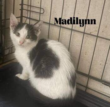 Madilynn -  Domestic Short Hair and Manx Cat for Adoption in Alafaya, Florida - Madilynn | PetCurious