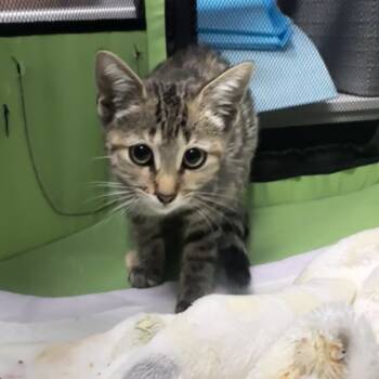Rescue Domestic Short Hair Cats for Adoption in Jupiter, Florida - Baby | PetCurious