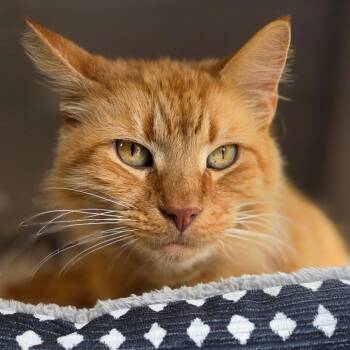 Domestic Medium Hair Cats Available for Adoption in Muncie, Indiana - Nigel | PetCurious