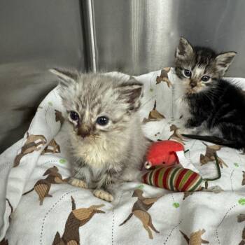 Little Mermaid -  Domestic Short Hair and Siamese Cat for Adoption in Los Angeles, California - Little Mermaid | PetCurious