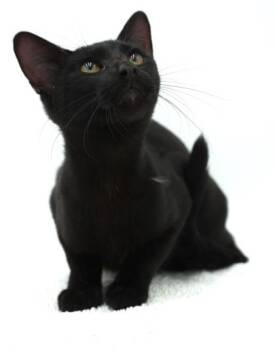Joe -  Domestic Short Hair Cat for Adoption in Bowling Green, Kentucky - Joe | PetCurious