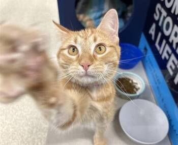 Domestic Medium Hair Cats Available for Adoption - DAZZLE | PetCurious